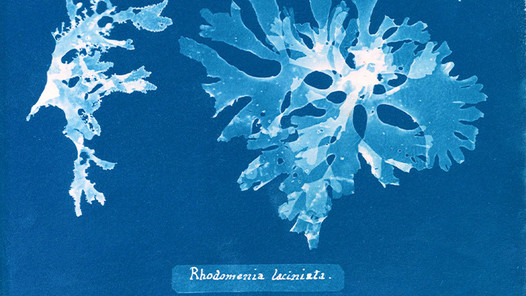 GHOST PROTISTS / PROTISTAS FANTASMAS
